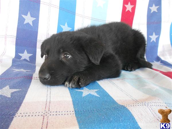 German Shepherd Puppies